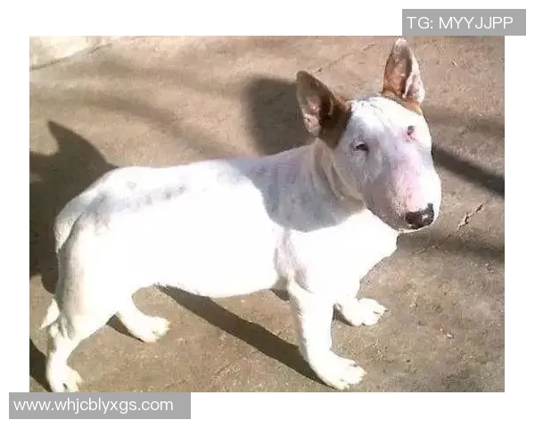 狗狗意外撞脸足球明星引发网友热议趣味瞬间成网络新宠